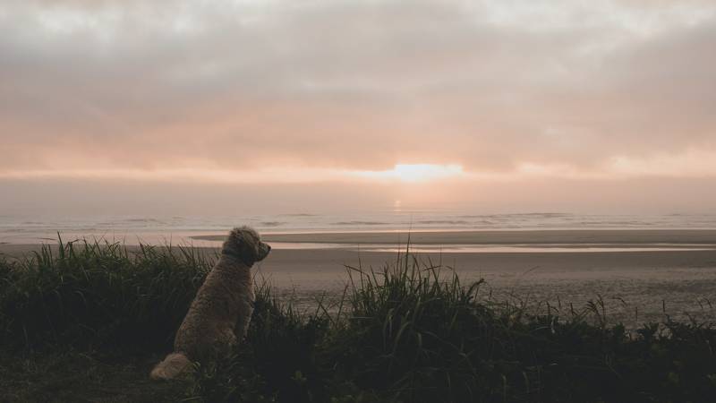Hond op strand Callantsoog